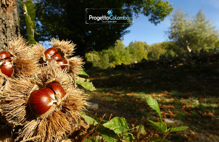 Castagne e Funghi Ognissanti in Ciociaria - foto 13
